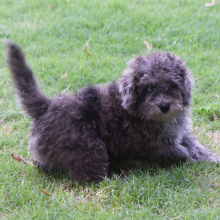 Labradoodle Puppy Pablo