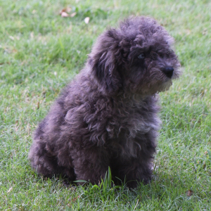 Labradoodle Puppy Pablo