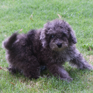 Labradoodle Puppy Pablo
