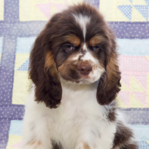 Cocker Spaniel Puppy Bo