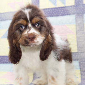 Cocker Spaniel Puppy Bo