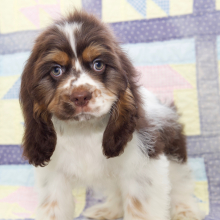 Cocker Spaniel Puppy Bo