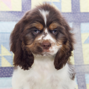 Cocker Spaniel Puppy Bo