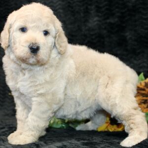 Poodle Puppy Zuri