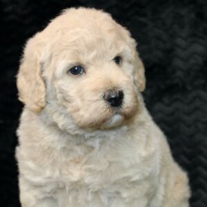 Poodle Puppy Zuri