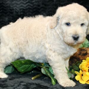 Poodle Puppy Zuri