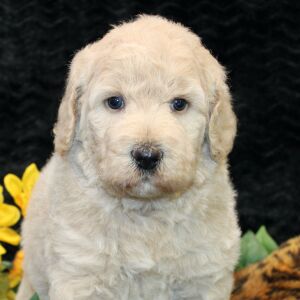 Poodle Puppy Zuri