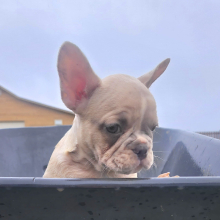 French Bulldog Puppy Ava