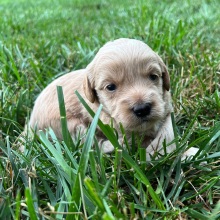 Labradoodle Puppy Lilly