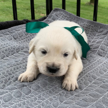 Golden Retriever Puppy Sunny
