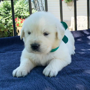 Golden Retriever Puppy Sunny