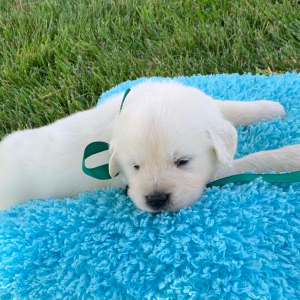 Golden Retriever Puppy Sunny