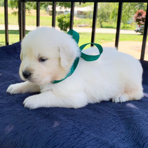 Golden Retriever Puppy Sunny