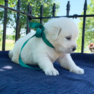 Golden Retriever Puppy Sunny
