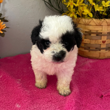 Aussiedoodle Puppy Julia