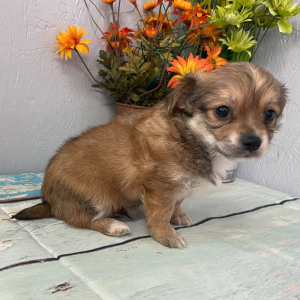 Chihuahua Puppy Sunny