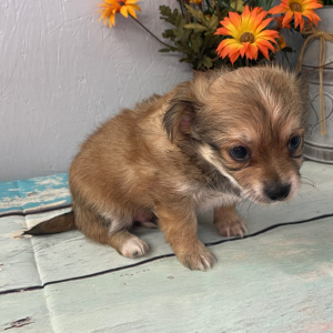 Chihuahua Puppy Sunny