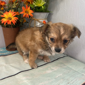 Chihuahua Puppy Sunny