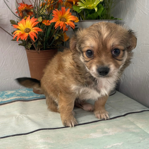 Chihuahua Puppy Sunny