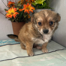 Chihuahua Puppy Sunny