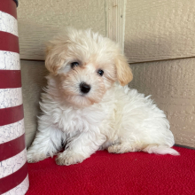 Havanese Puppy Sunshine lady