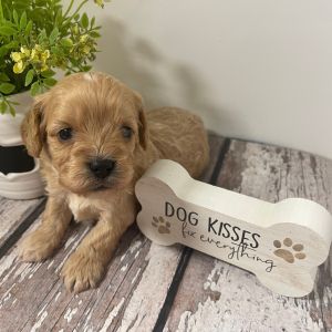 Cavapoo Puppy Loki
