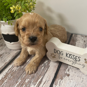 Cavapoo Puppy Loki