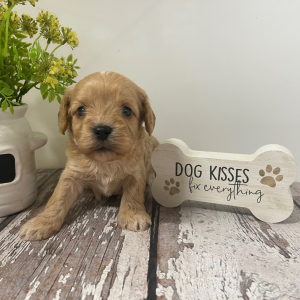 Cavapoo Puppy Loki