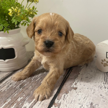 Cavapoo Puppy Loki