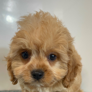 Cavapoo Puppy Loki