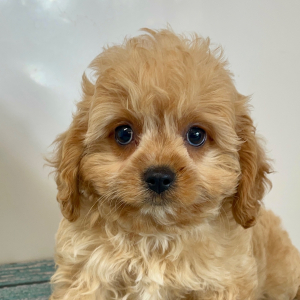 Cavapoo Puppy Loki
