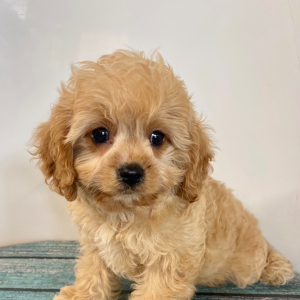 Cavapoo Puppy Loki