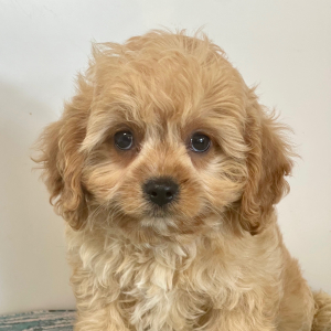 Cavapoo Puppy Loki
