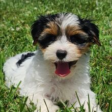 Yorkshire Terrier Puppy Milo