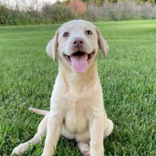 Labrador Retriever Puppy Snowball
