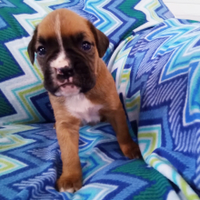 Boxer Puppy Rose