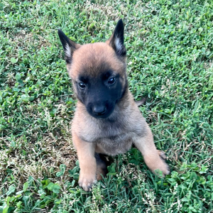 Belgian Malinois Puppy Annie
