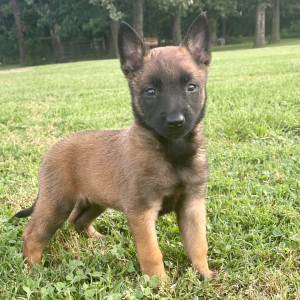 Belgian Malinois Puppy Annie