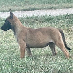 Belgian Malinois Puppy Annie
