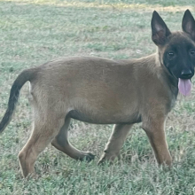 Belgian Malinois Puppy Annie