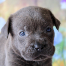 Cane Corso Puppy Stella