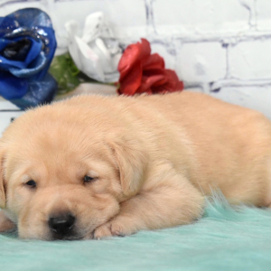 Labrador Retriever Puppy Bessie