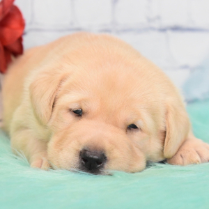 Labrador Retriever Puppy Bessie