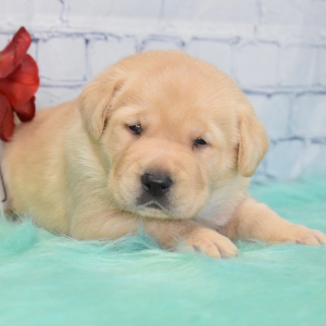 Labrador Retriever Puppy Bessie