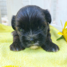 Shorkie Puppy Jackson