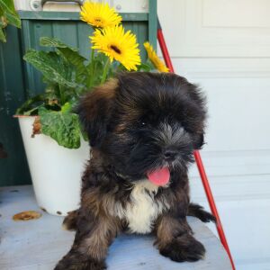 Shorkie Puppy Jackson