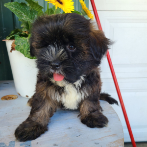 Shorkie Puppy Jackson