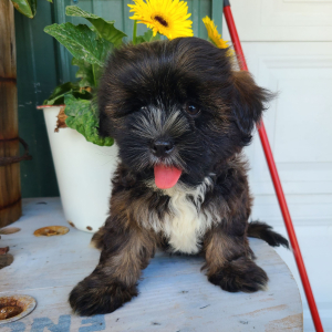 Shorkie Puppy Jackson