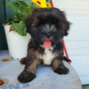 Shorkie Puppy Jackson