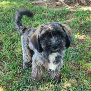 Shorkie Puppy Jackson